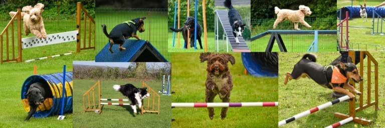Fun dog agility classes | Hunts Happy Hounds dog training
